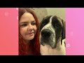 Giant Mastiff Waits For Dad To Come Home Every Day | Cuddle Buddies