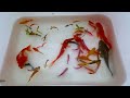 Find Crayfish in Super Colorful Eggs, Baby Koi, Turtles, Catfish, Strange Fish, Super Beautiful Fish