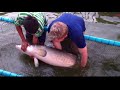 Great sport Fishing in Thailand Arapaima fishing