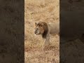 CALM TANZANIA LION PASSING BY AT CLOSE RANGE : TOURS AND TRAVEL WITH MISS JUNGLE KENYA