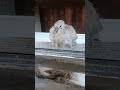 Baby dove fell out of his nest.