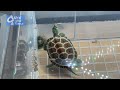 REEVES TURTLE CARE GUIDE at home 【HYPO REEVES TURTLE】クサガメの簡易飼育