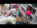 Get to Know Hudson, the Sony AIBO ERS-7