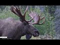 Watch the Same Bull Moose Fight Three Times #bullmoose