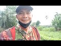 🔵 DARI JALAN KE JALAN SAJA ‼️ Berburu tekukur dan ruak ruak @Serdang2_76