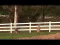 KANGAROOS FEEDING AT DUSK