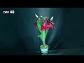 Growing Red Amaryllis Flower Time Lapse - Bulb to Blossom (48 Days)