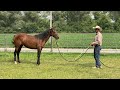 Aggressive Horse Goes After Owner!