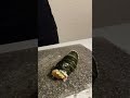How to Roll Sushi (Quick Demo) - Aethen