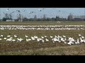 Snow Geese in Skagit Valley Nov 2023