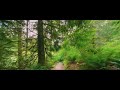 May Creek Park, Newcastle Washington With 1 Hour Calming Relaxing Piano Music | 4K Ultra HD