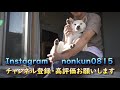 子犬の柴犬が本当に幸せだったかを見返したら愛情表現が可愛すぎました！