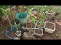 MULBERRY ANG BILIS PALa/MAMUNGA// how to grow mulberry at home