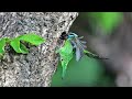 五色鳥育雛餵寶寶/Taiwan Barbet Feeding Babies