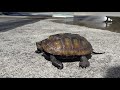 A turtle caught in the river, two years later! [Natural stone turtle aquarium 60 cm]