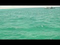 Dolphin Bay - Swimming with Dolphins