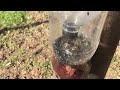 Killing Flies: How to make a homemade fly trap