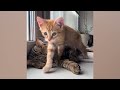 Funniest Animals 2024 😂 Besy Funny Cats and Dogs 😻🐶 Part 11 | Cute Baby Dogs