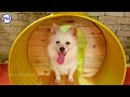 Turn old barrel into cozy and stunning dog house