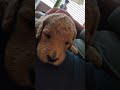 Goldendoodle puppies. Green collar Miley.