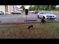 Who's the big puppy - border collie Arlo or Dude the Super Chiweinee?