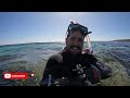 Yallingup Lagoon | Sea Life | Fish | Underwater Filming | Western Australia
