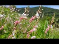 松田山ハーブガーデンを訪ねる : The flowers in Matsuda-yama Herb Garden