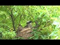 白頭翁孵蛋/Light-vented Bulbul Incubation