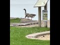 The babcock geese summer 2022 part 2