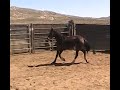 #2380 8yr old bay mare, 14.2 h, silver king, NV
