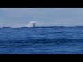 Whale spotted - east coast AU (23 June 2020)