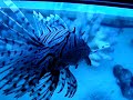 lion fish