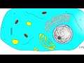 Understanding coronavirus infection| animated