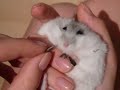 Funny Hamster Feeding