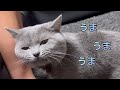 【猫動画】去勢した猫さんの反応にびっくりした父【ブリティッシュショートヘア】