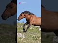 Mustang horse