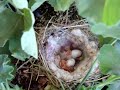 Newborn baby birds....minutes old.