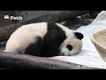 Clingy Panda Baby Asks Nanny To Hug Him Forever | iPanda