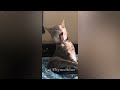 You Laugh You Lose😹Funniest Dogs and Cats 2024😻🐶😂