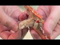 I got pinched by the STRONGEST blue crab【ENG SUB】