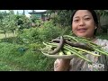 Harvesting organic vegetables and cooking lotha curry machi han