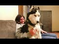 Normal Dogs vs Huskies🤣 Funny Animals Videos 2024