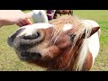 MEET THE PONIES 2 - MEET ALL 11 PONIES ON OUR YARD