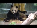 Guangzhou Zoo China Cute Pandas