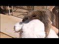 Anteaters Standing and Hugging Stuffed Toys Compilation!