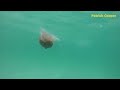 Jellyfish in South Australian waters