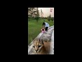 Funny  animal videos