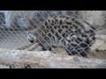 Civet at Tbilisi Zoo