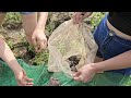 The two sisters brought traps to the swampy field to catch frogs and caught many big frogs