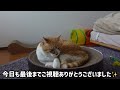 A cat using Mom's precious houseplant as a toilet.